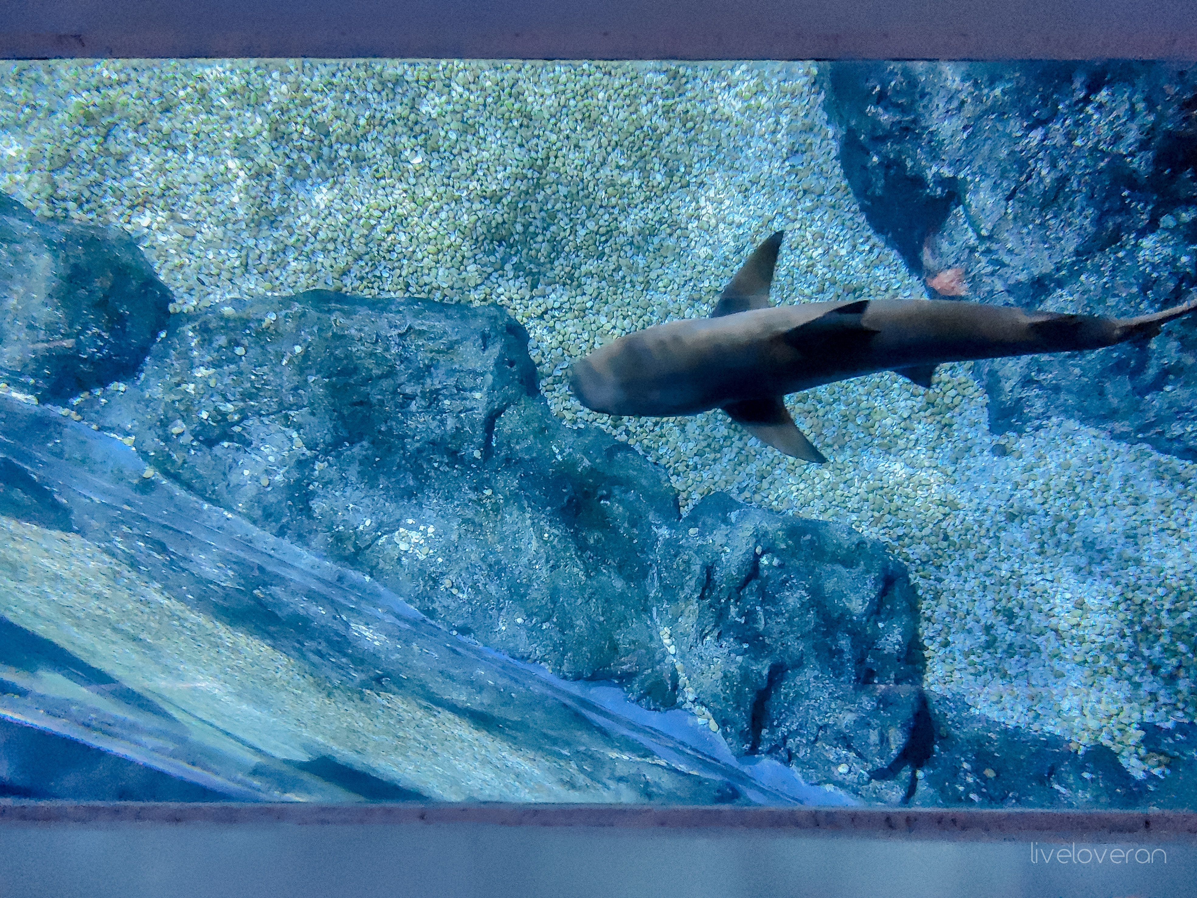 liveloveran sea life bangkok glass bottom boat