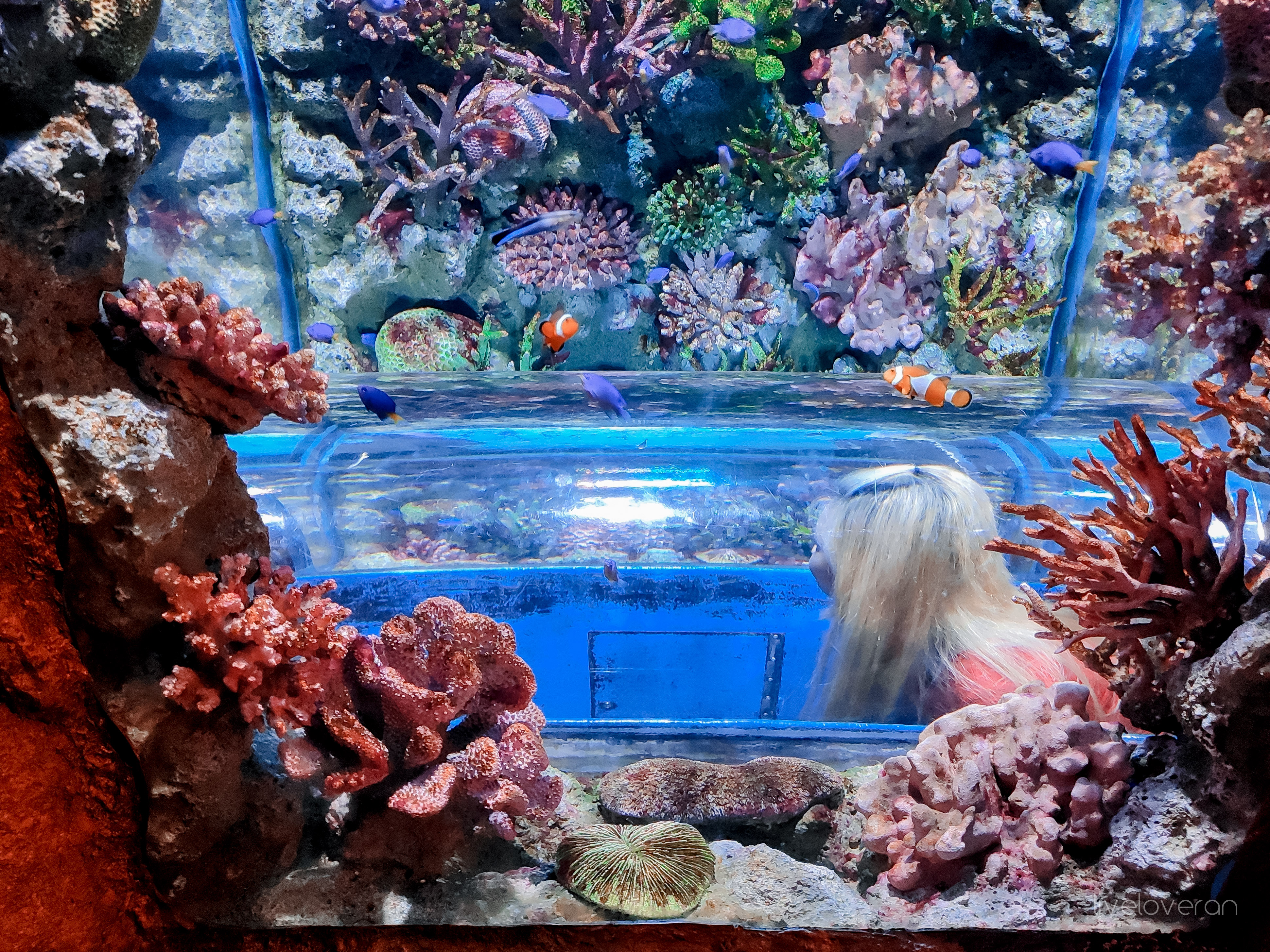 Shark Reef Aquarium Admission in Las Vegas - Klook