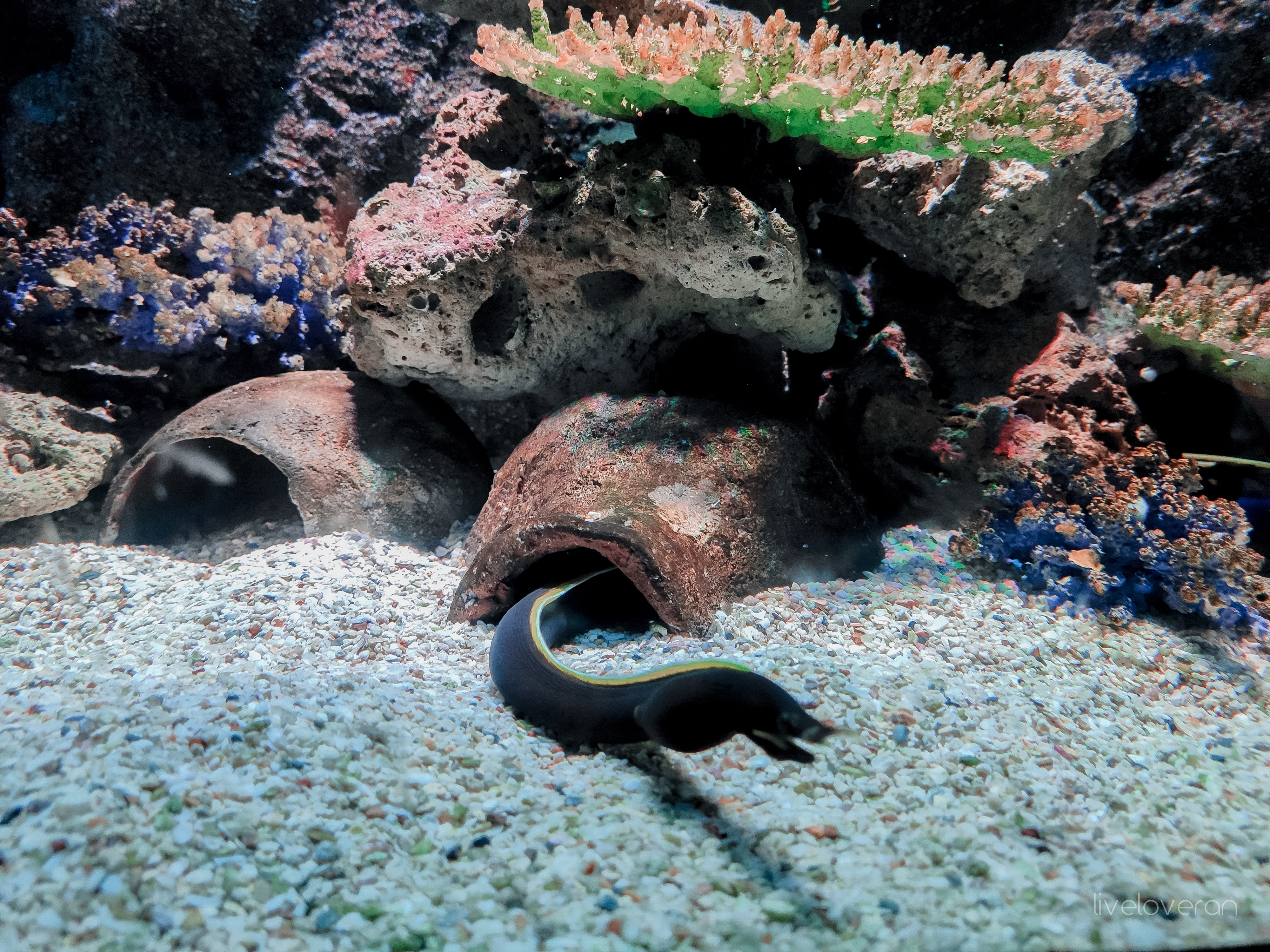 liveloveran sea life bangkok ocean world review ribbon eels