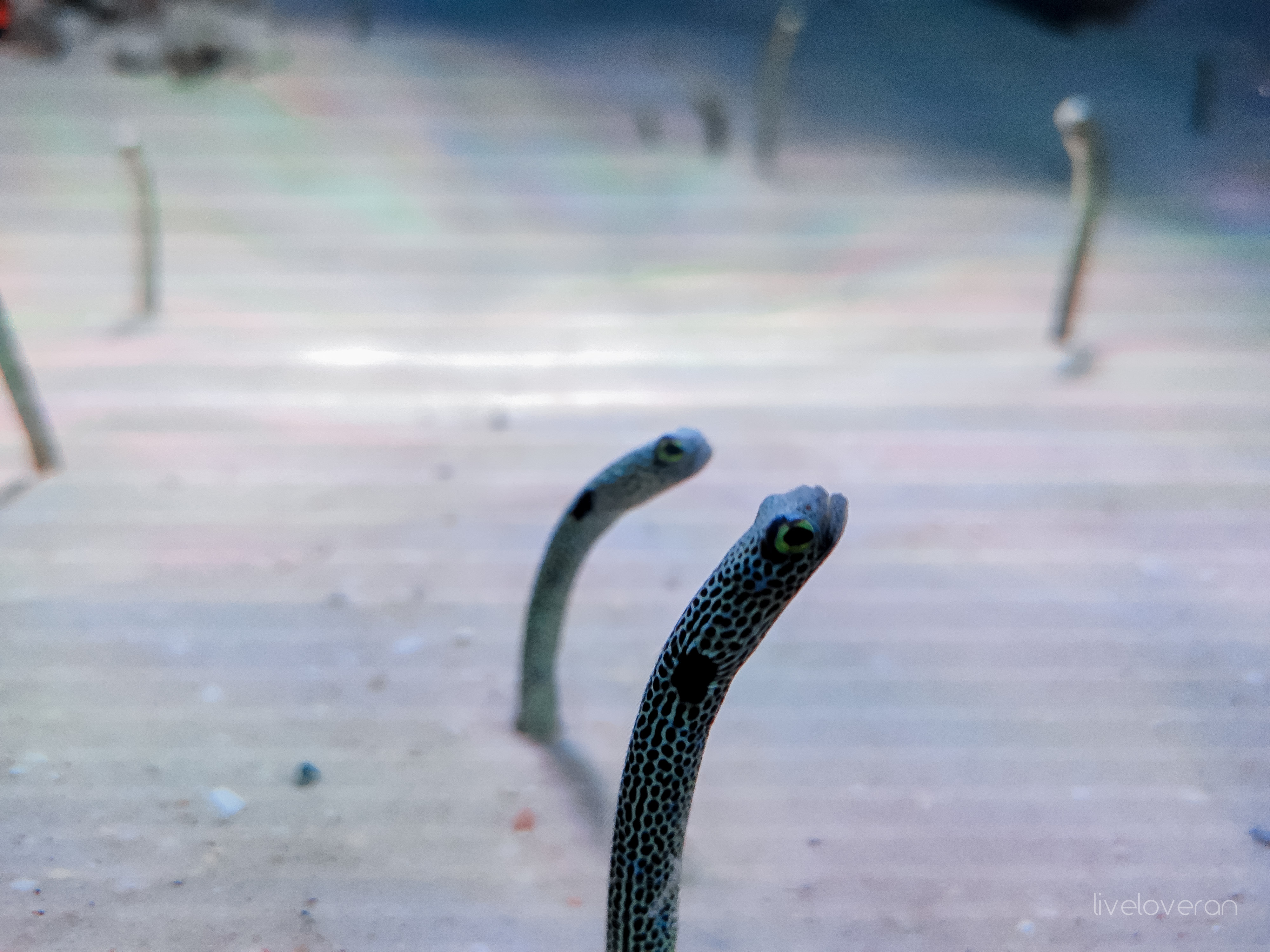 liveloveran sea life bangkok ocean world review garden eels