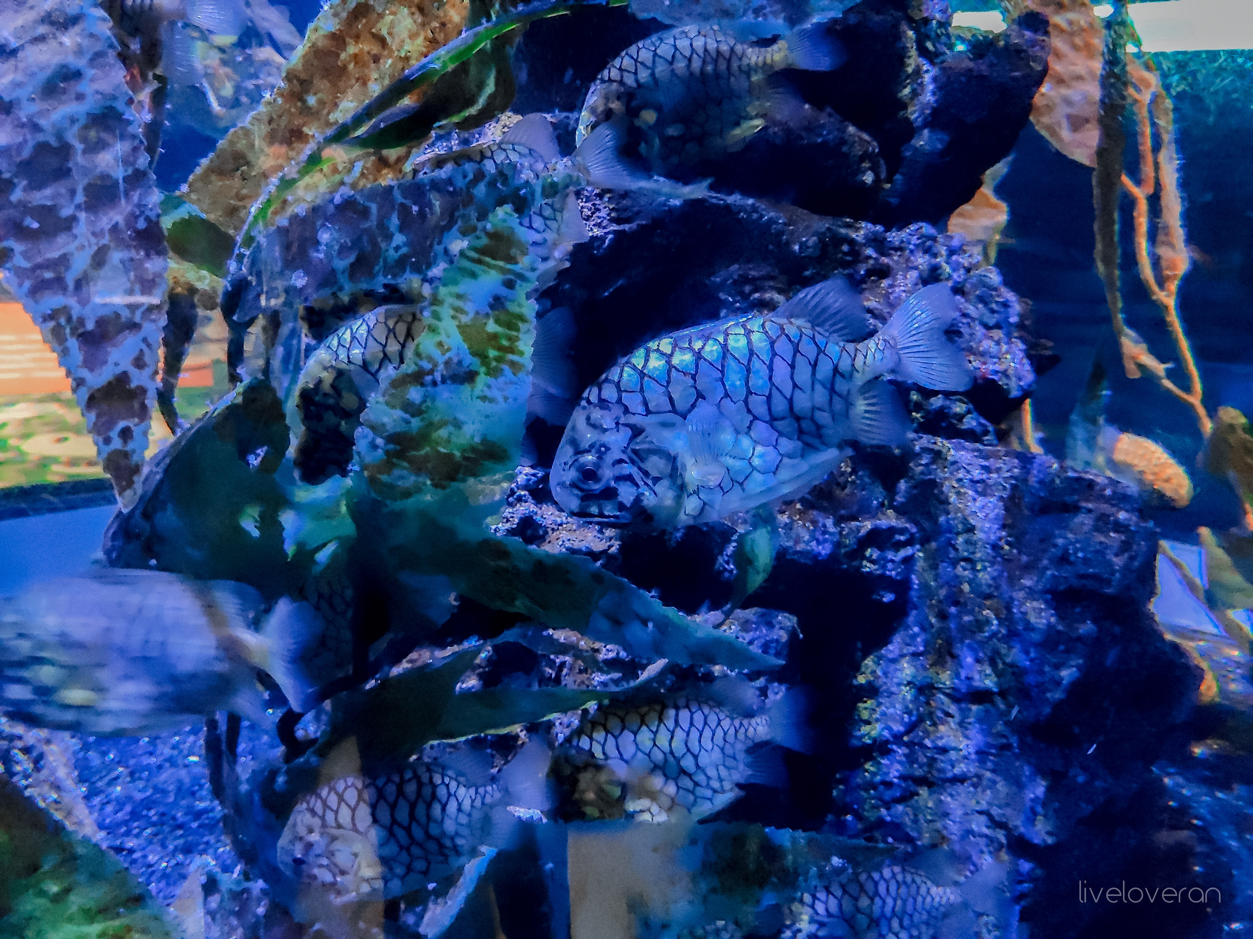 liveloveran sea life bangkok ocean world review seahorse kingdom