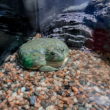 liveloveran sea life bangkok ocean world review frogs