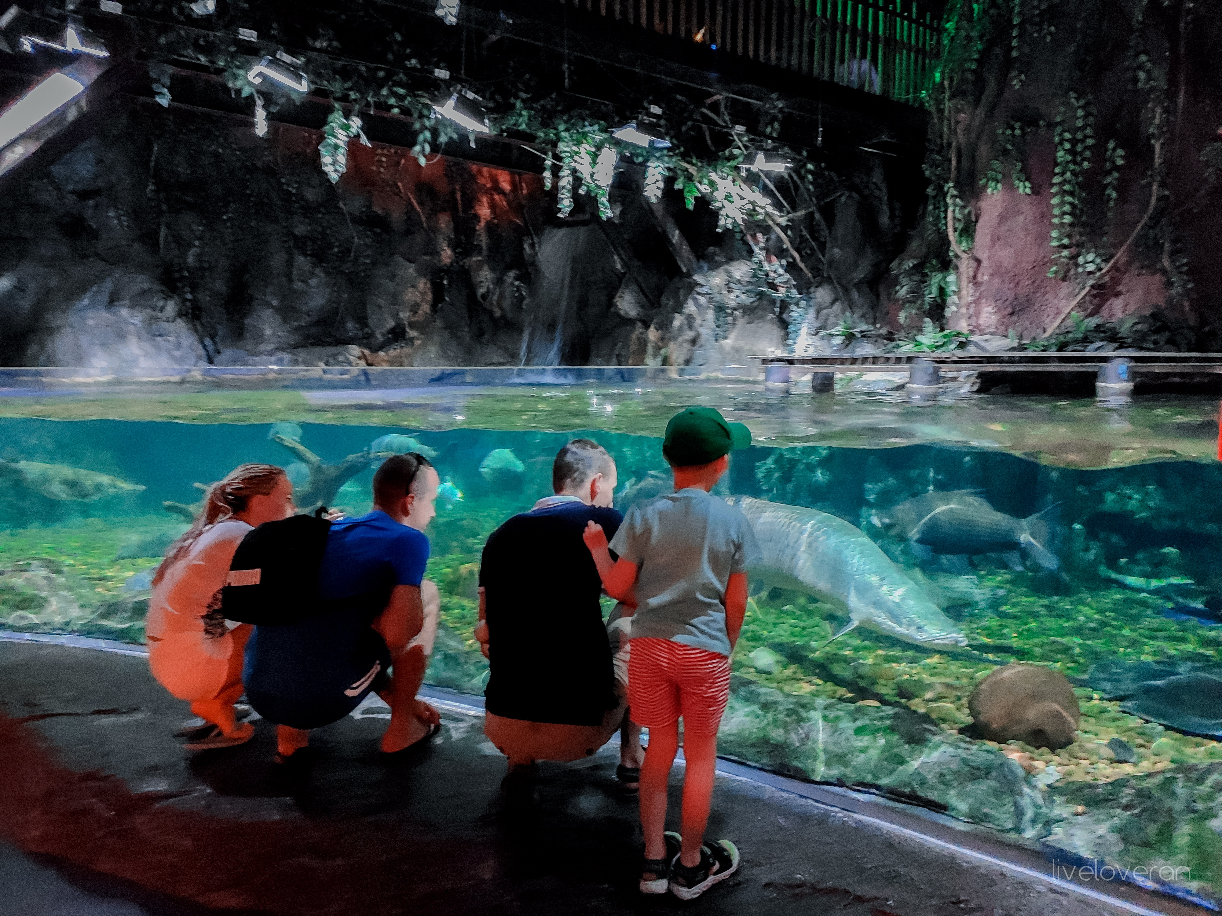 liveloveran sea life bangkok ocean world review arapaima