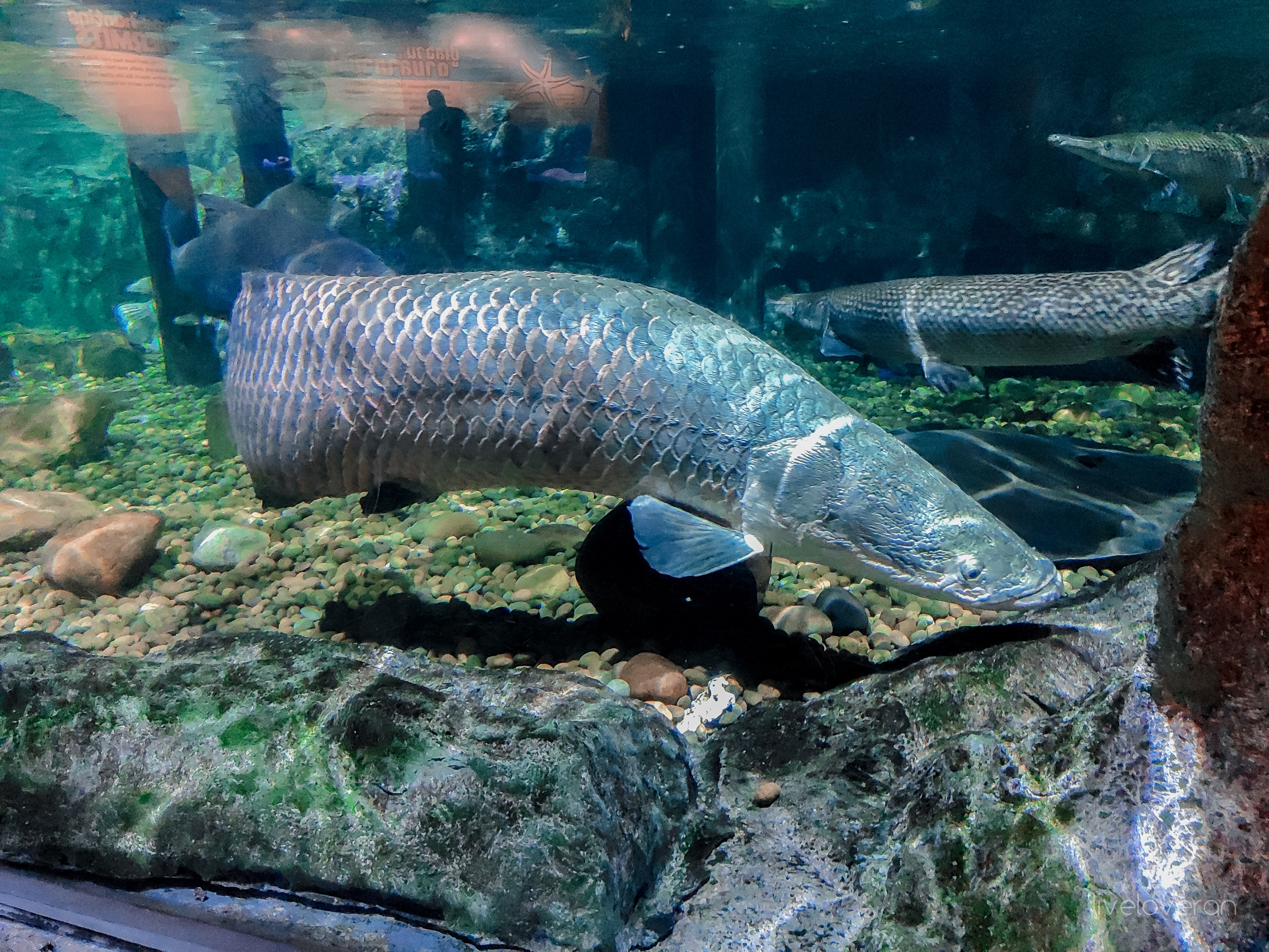 liveloveran sea life bangkok ocean world review arapaima