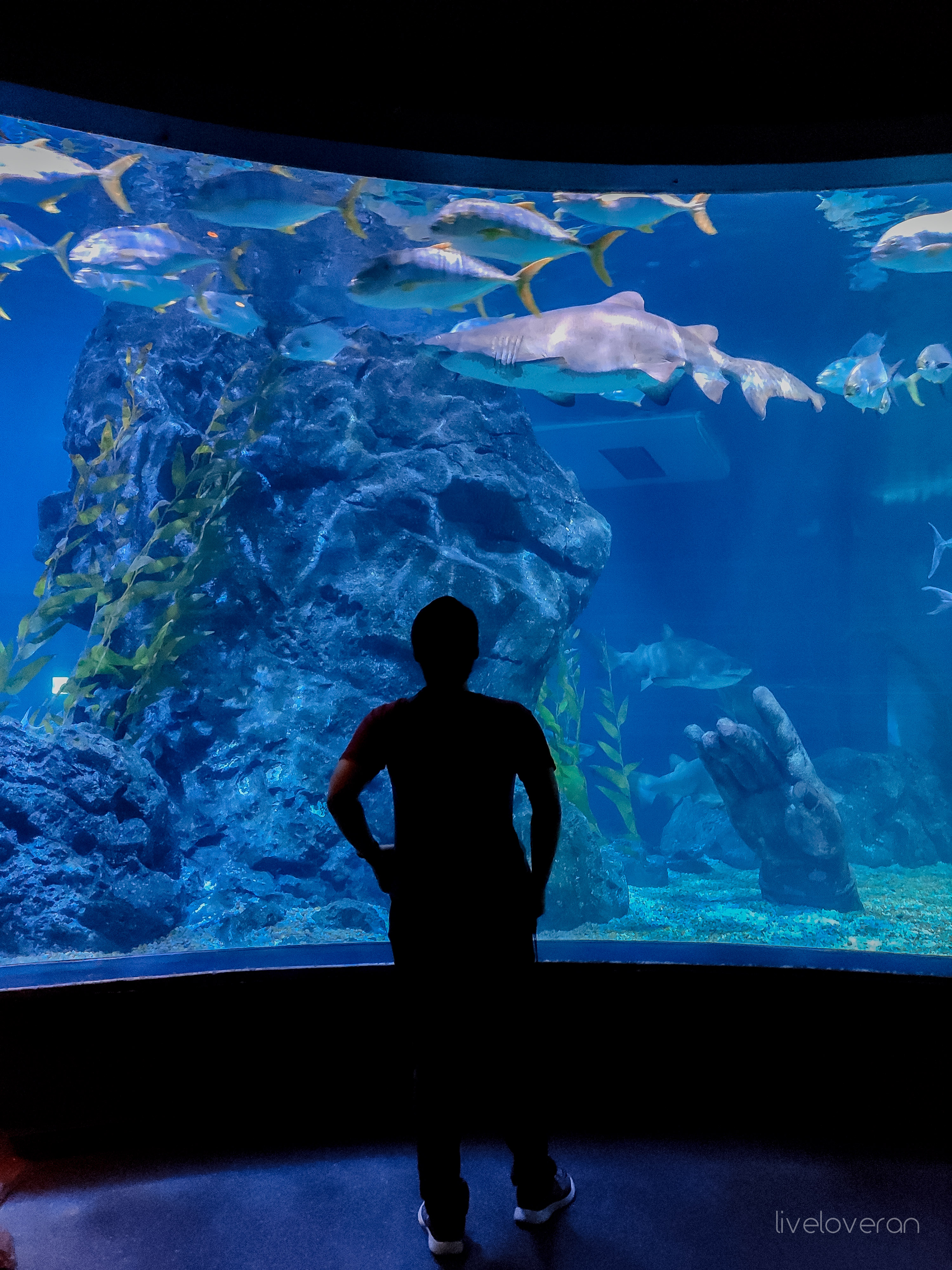 Shark Reef Aquarium Admission in Las Vegas - Klook